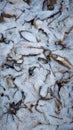 fallen leaves covered with snow.  top view.  winter wallpaper 9Ãâ16 format Royalty Free Stock Photo
